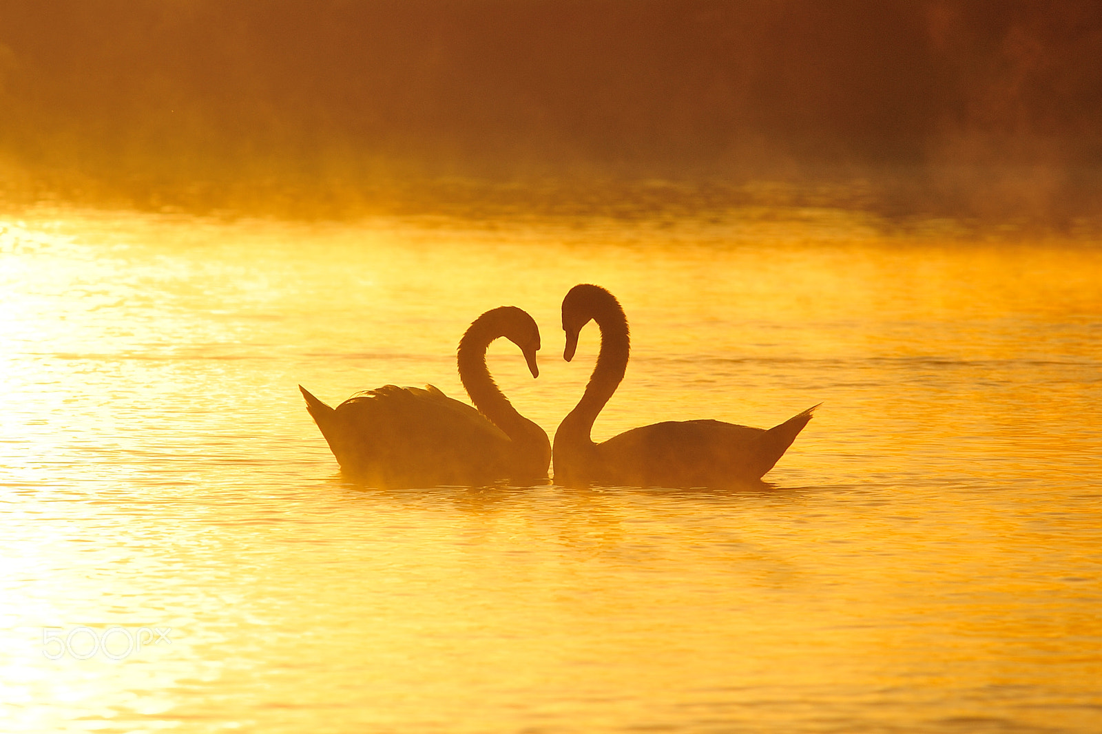 AF Nikkor 300mm f/4 IF-ED sample photo. Valentines photography