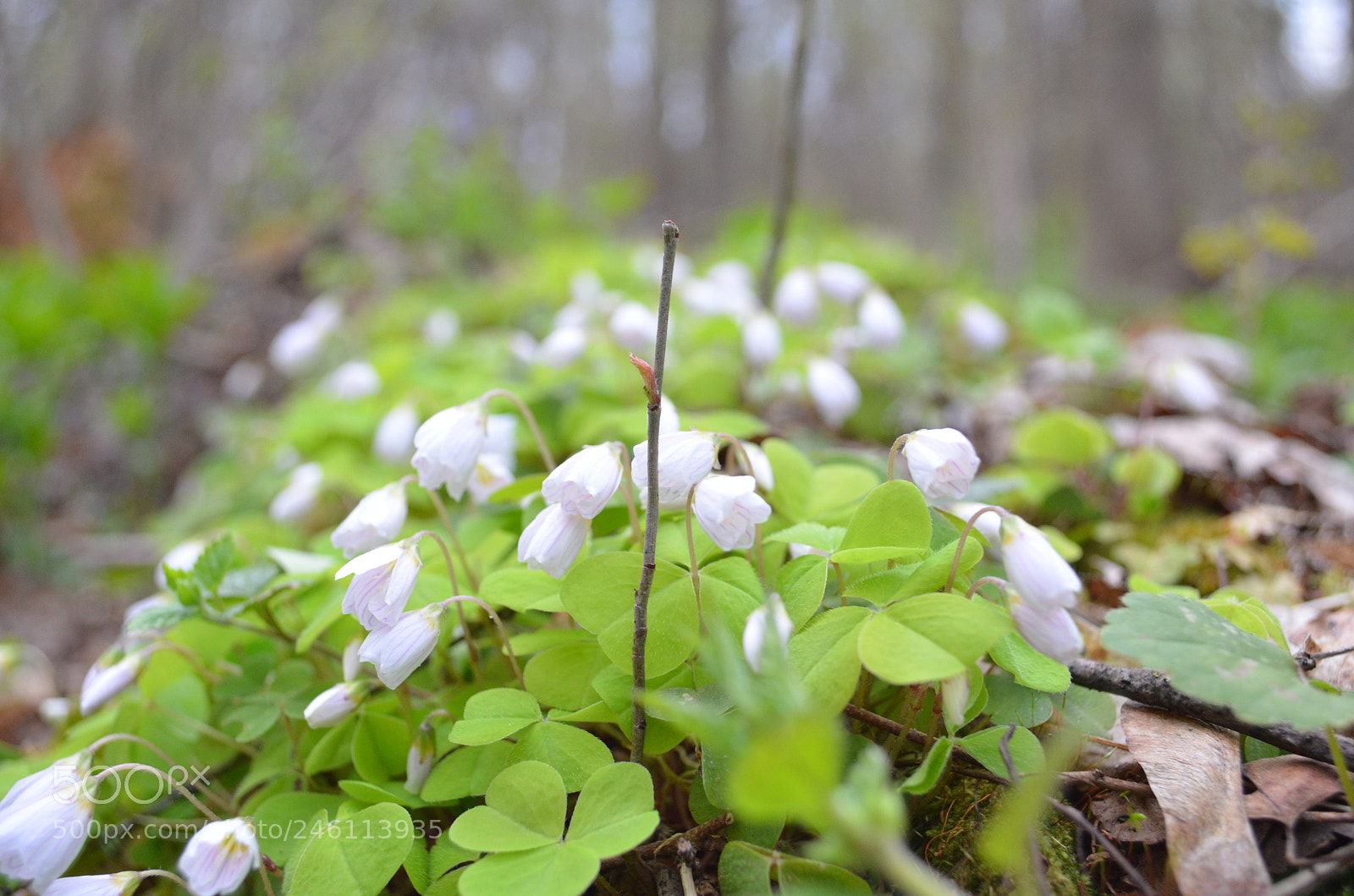 Nikon D5100 sample photo. Untitled photography