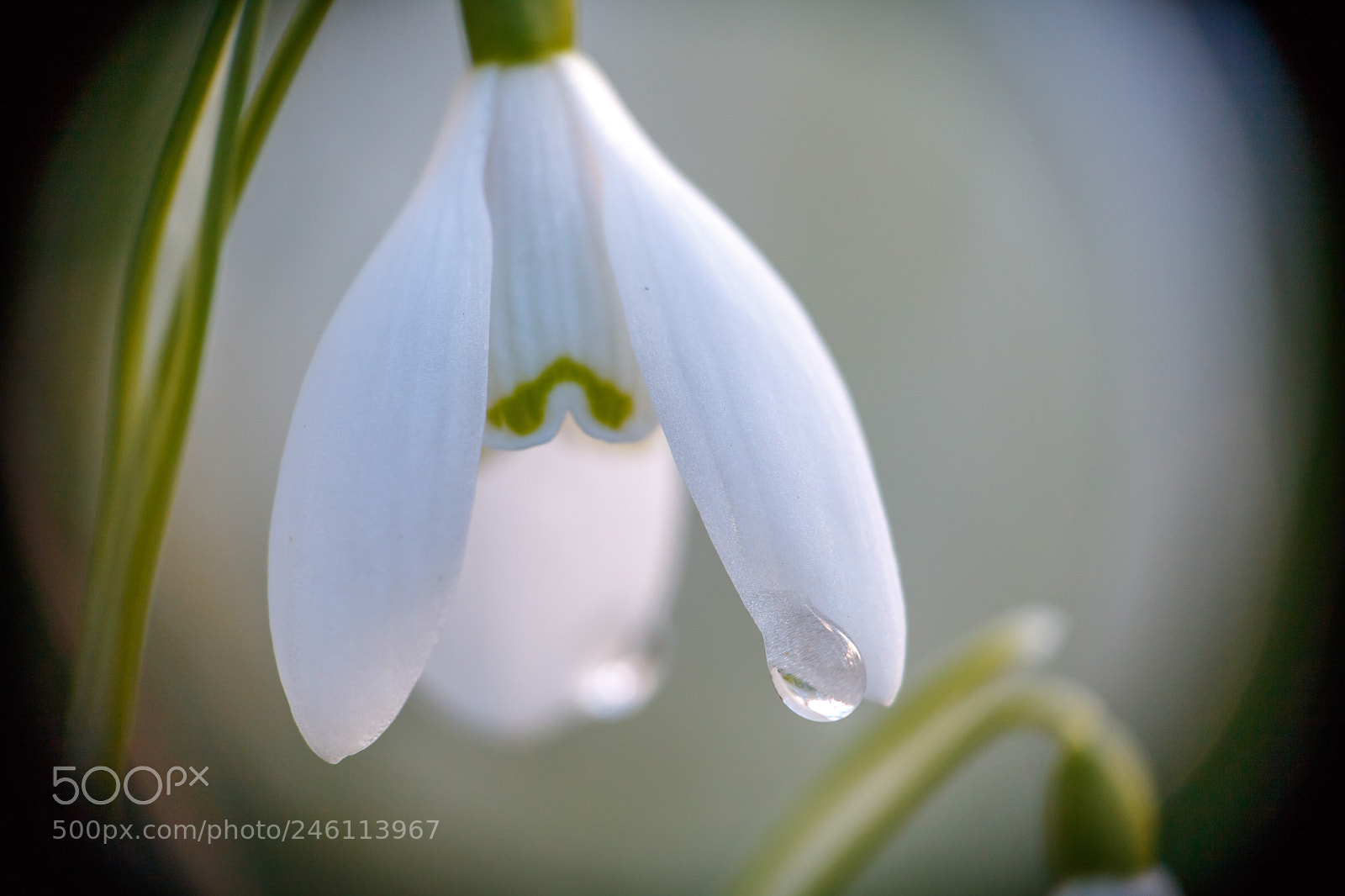 Canon EOS 760D (EOS Rebel T6s / EOS 8000D) sample photo. Snowdrop closeup photography