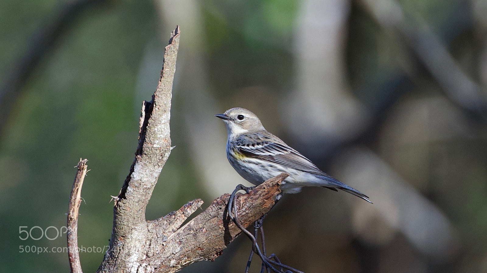Canon EOS-1D X sample photo. Warbler photography