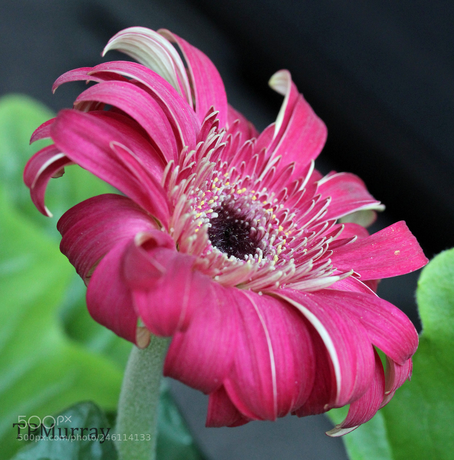 Canon EOS 600D (Rebel EOS T3i / EOS Kiss X5) sample photo. Gerbera cartwheel photography