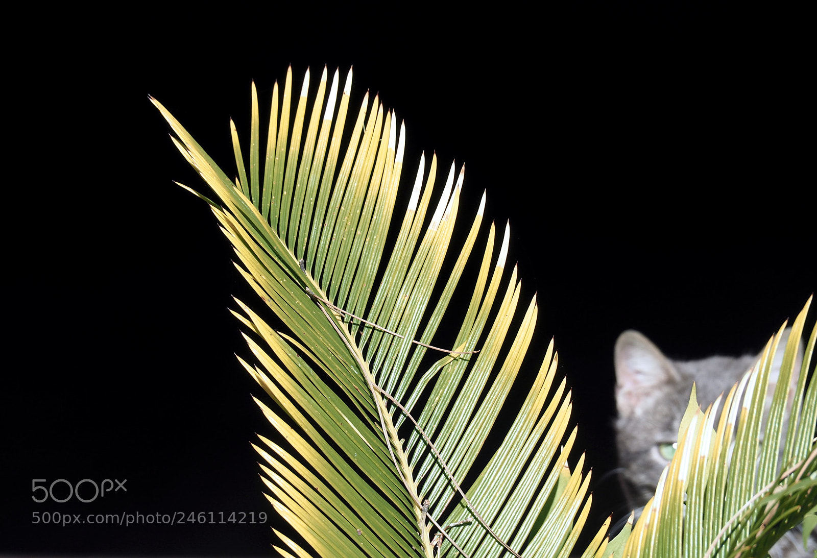 Olympus OM-D E-M5 II sample photo. Perfils photography