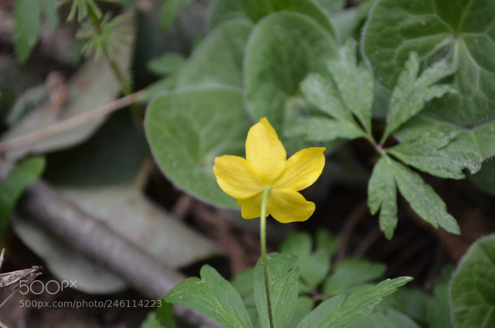 Nikon D5100 sample photo. Untitled photography