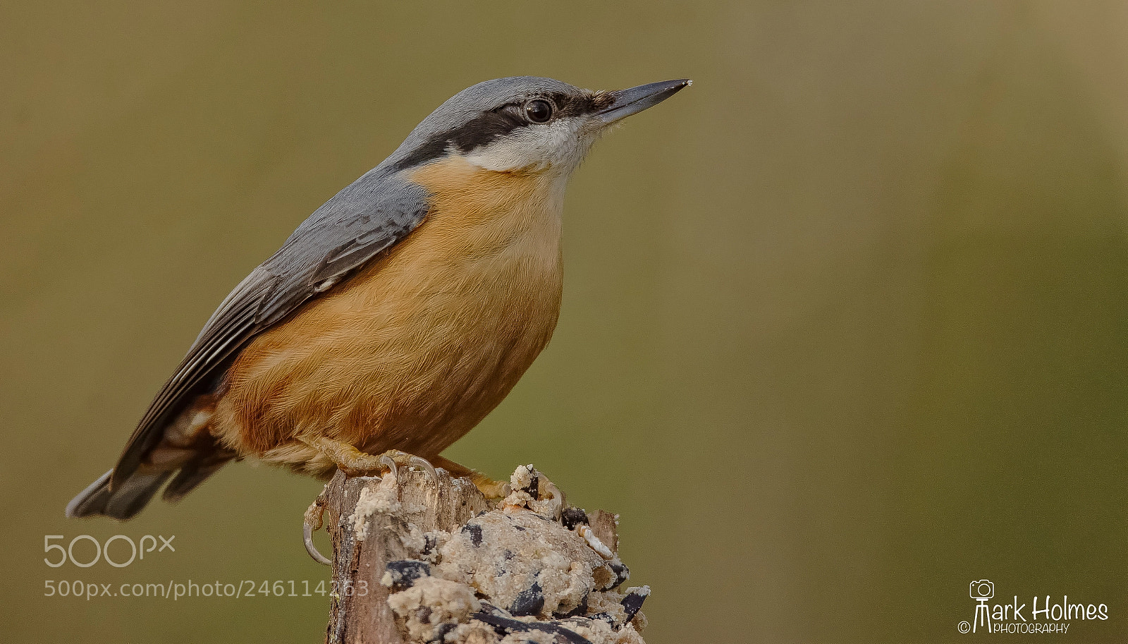 Nikon D7200 sample photo. Nuthatch photography