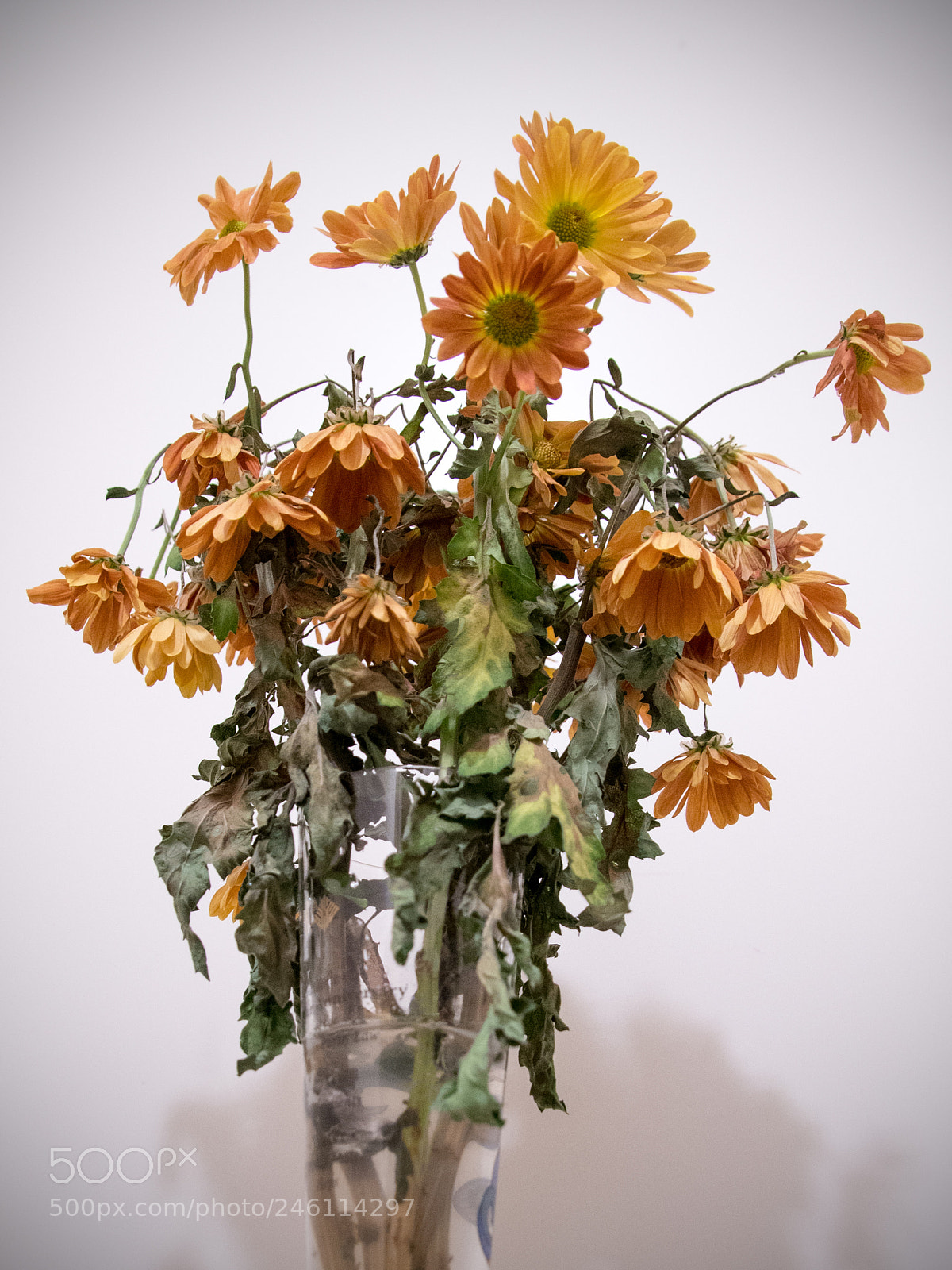 Nikon D7500 sample photo. I have flowers on photography