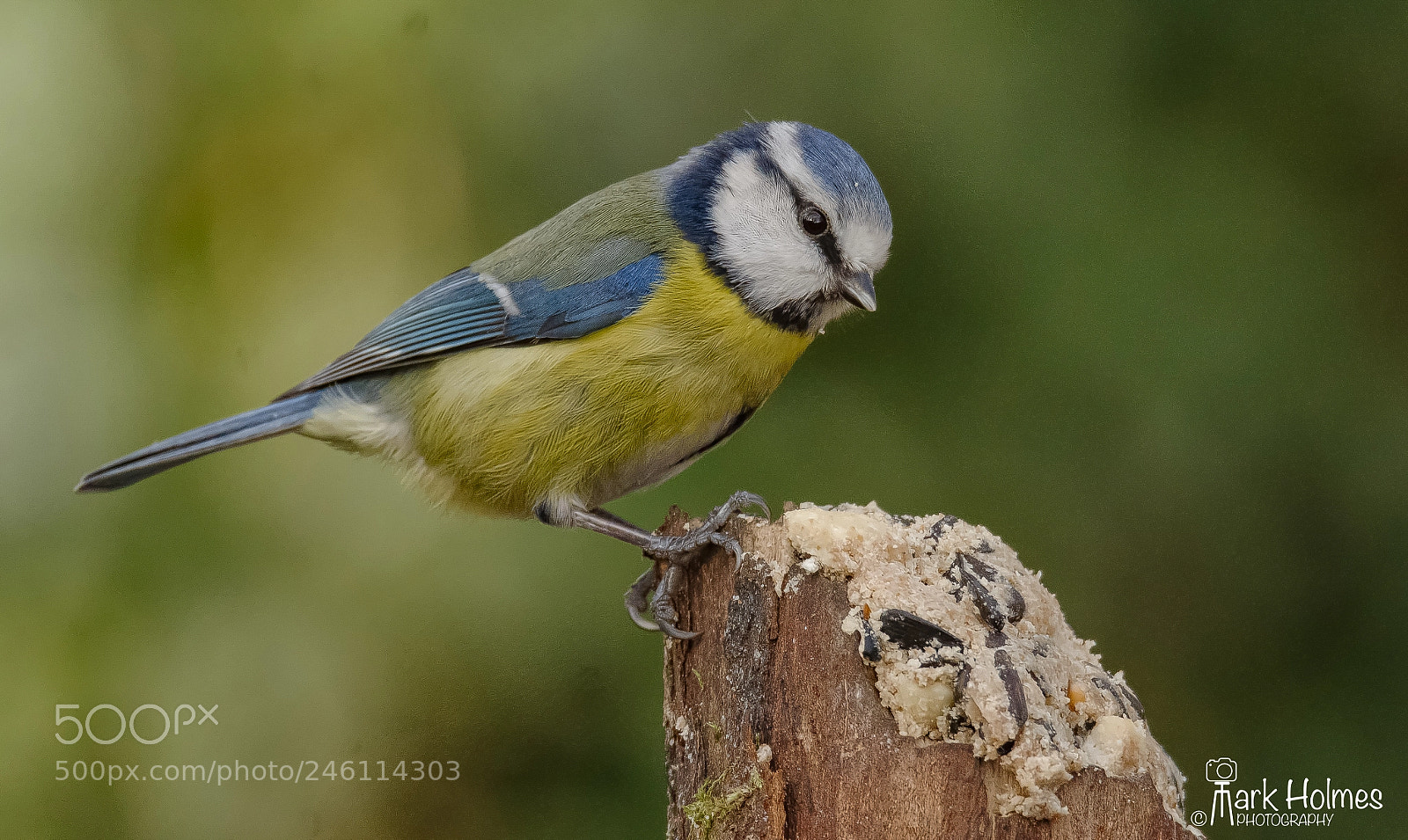 Nikon D7200 sample photo. Bluetit photography