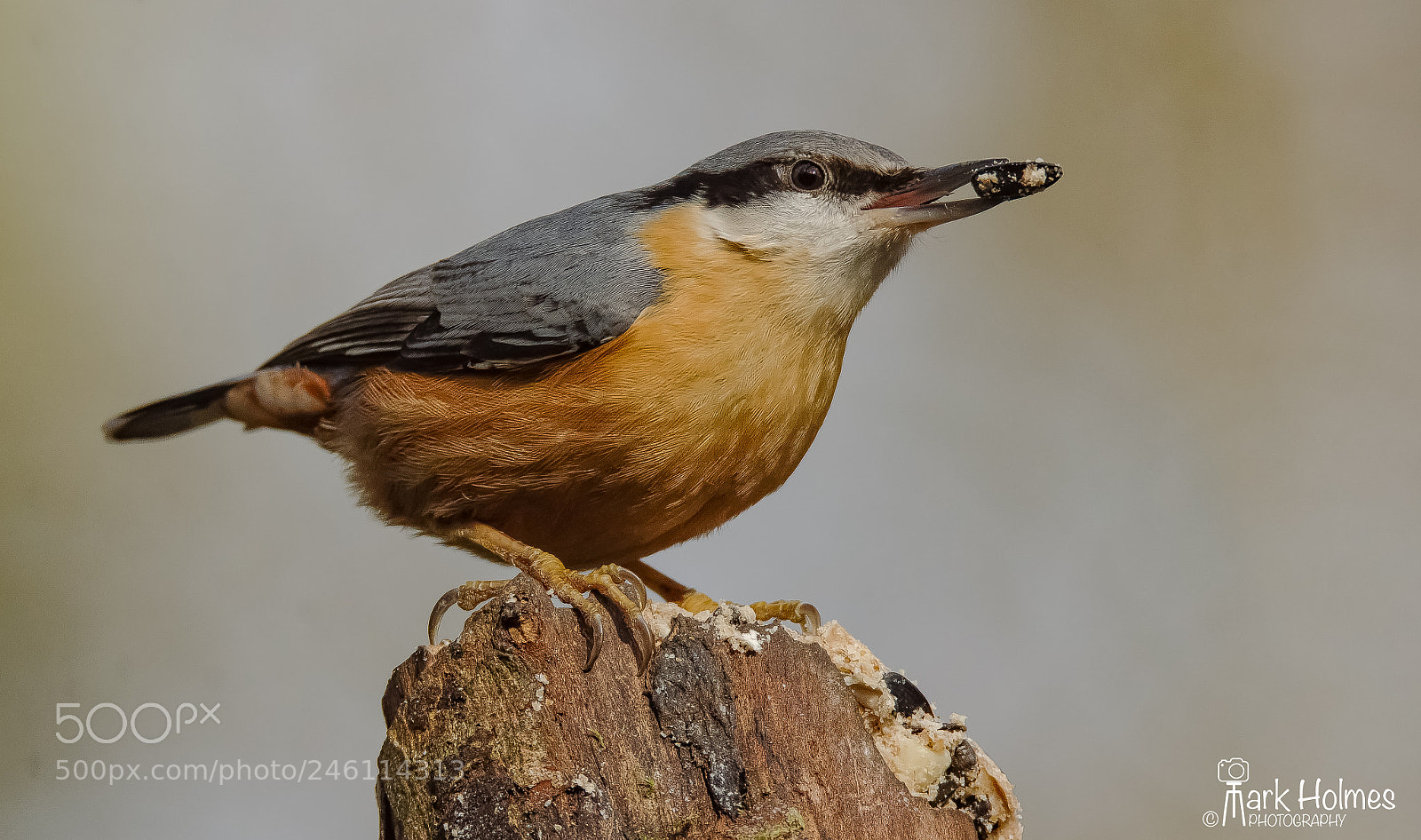 Nikon D7200 sample photo. Nuthatch photography