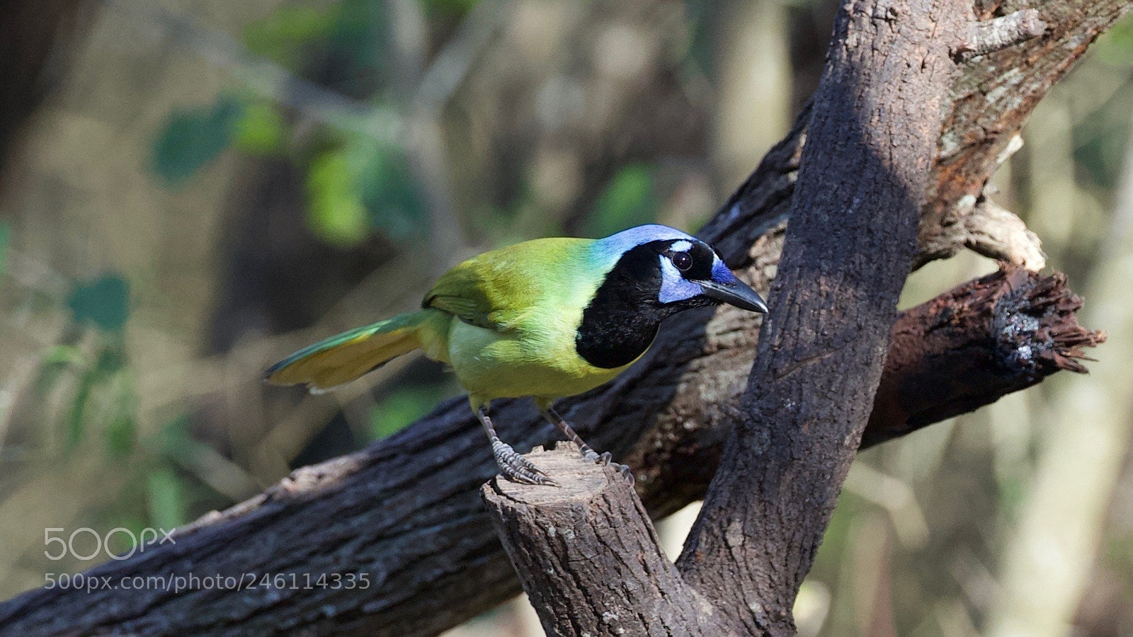 Canon EOS-1D X sample photo. Green jay photography