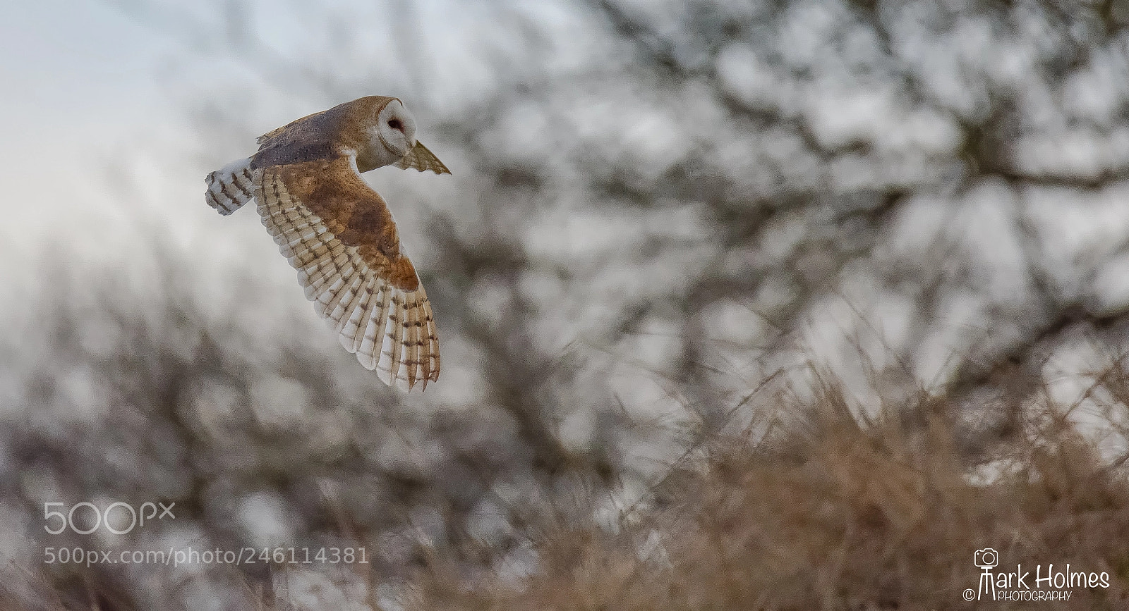 Nikon D7200 sample photo. Barn owl. photography