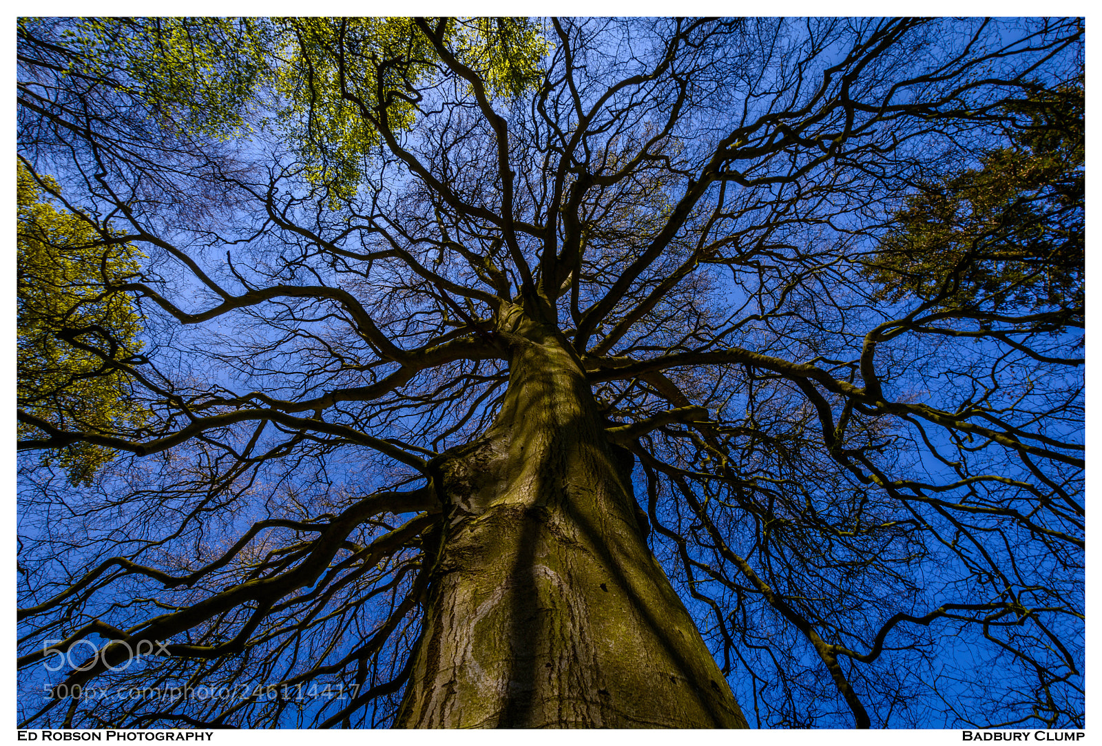 Nikon D7100 sample photo. Badbury clump photography