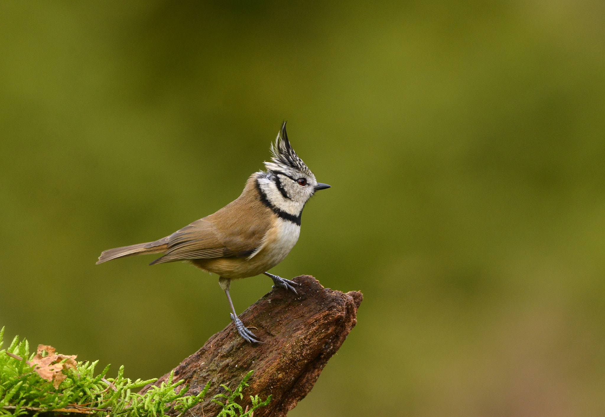 Nikon D600 + Nikon AF-S Nikkor 500mm F4G ED VR sample photo. Kuifmees photography