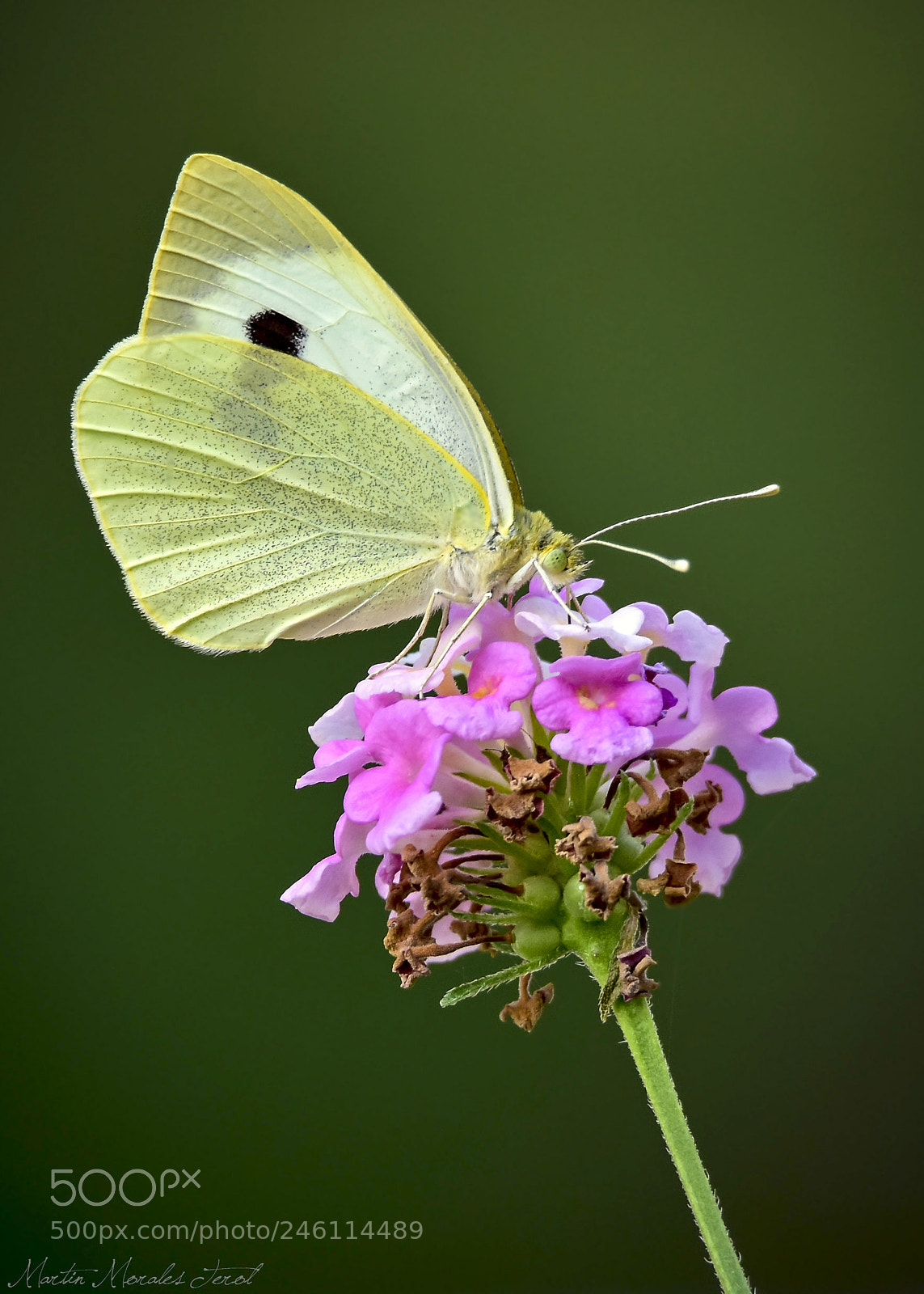Nikon D7200 sample photo. Blanquita de la col photography