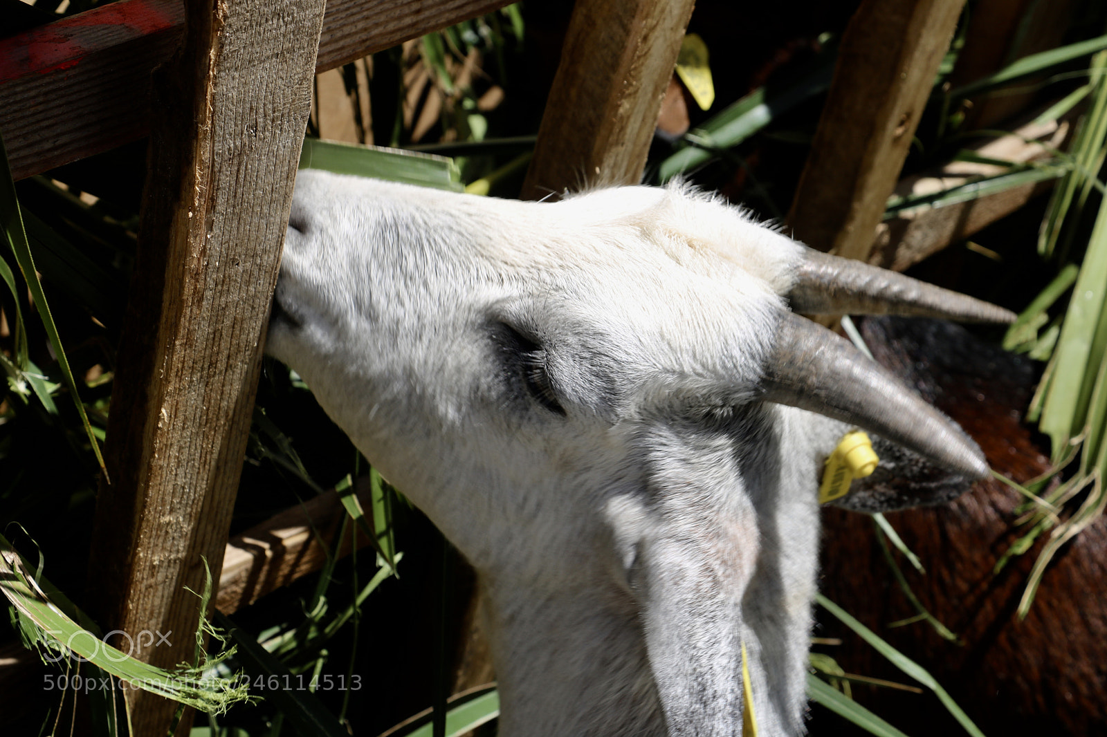 Canon EOS 750D (EOS Rebel T6i / EOS Kiss X8i) sample photo. Biquette photography