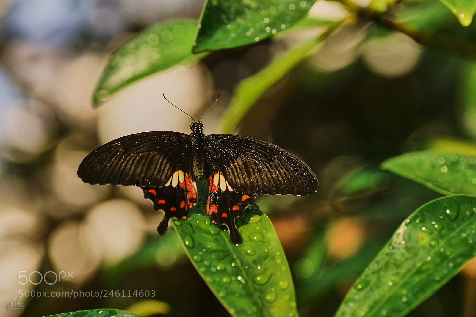 Sony ILCA-77M2 sample photo. Butterfly photography