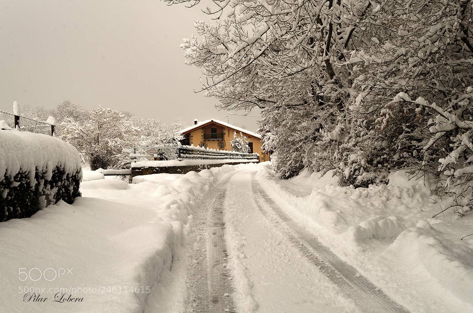 Nikon D5100 sample photo. The winter photography