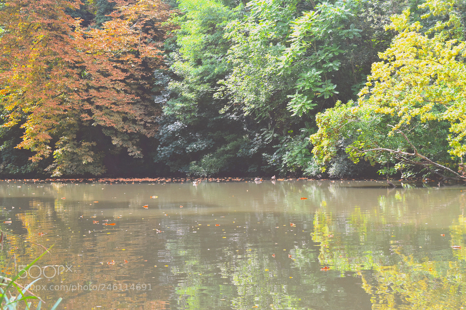 Nikon D5500 sample photo. Bois de vincennes photography