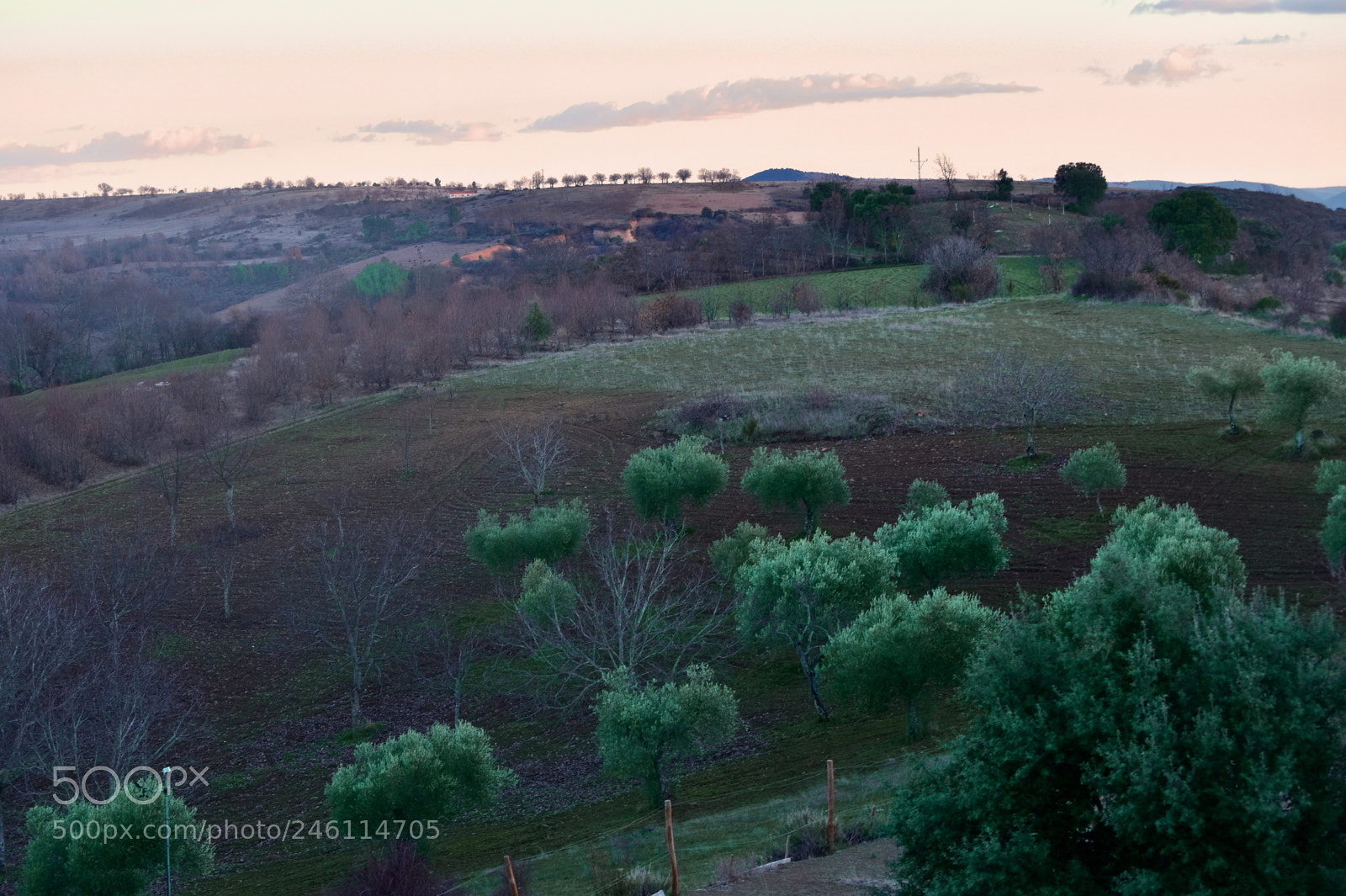 Nikon D5500 sample photo. Olives photography