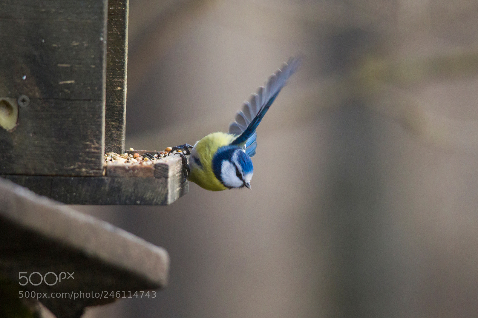 Canon EOS-1D Mark IV sample photo. Blue tit in winter photography