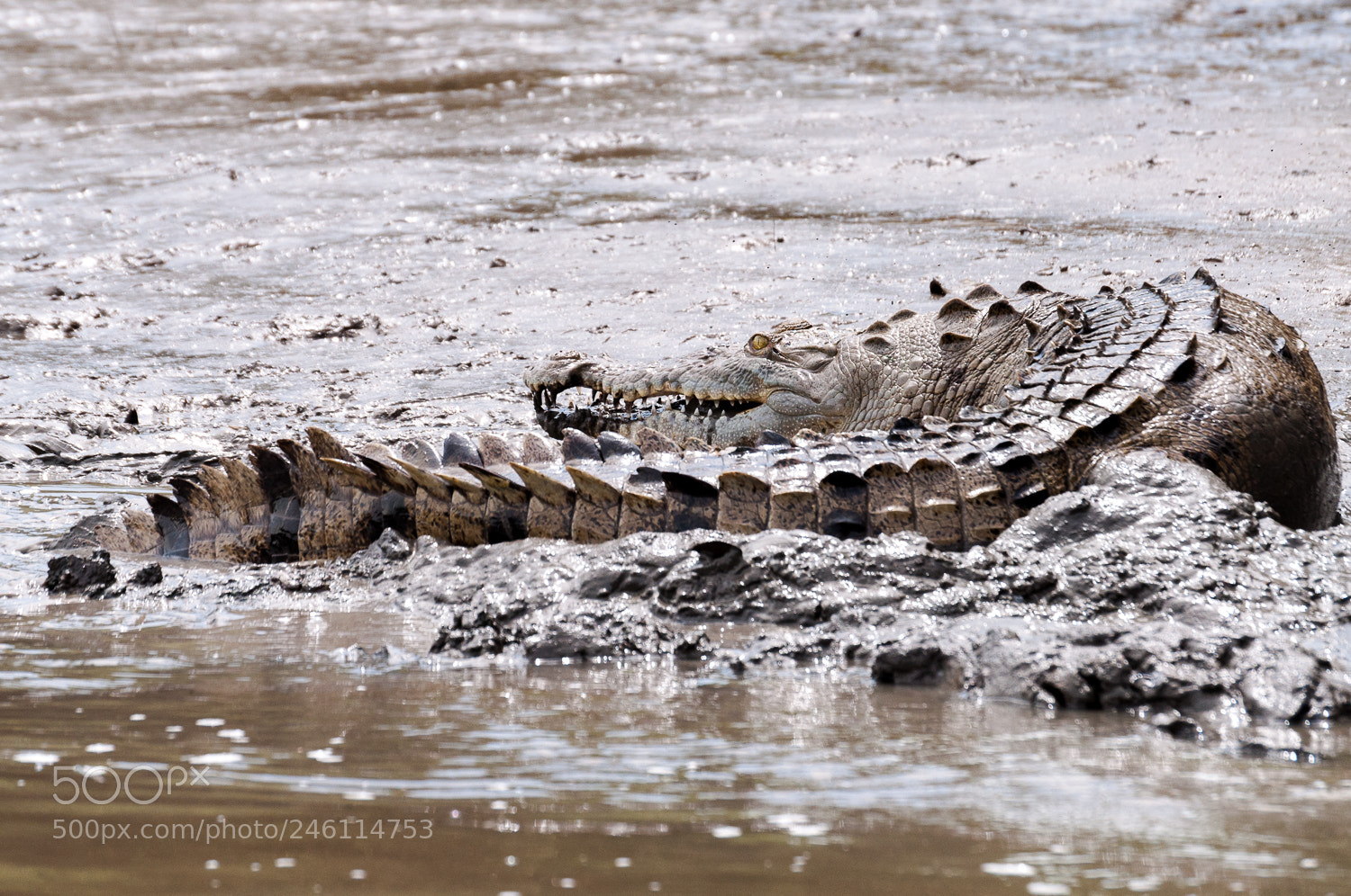 Nikon D5000 sample photo. Crocodile photography