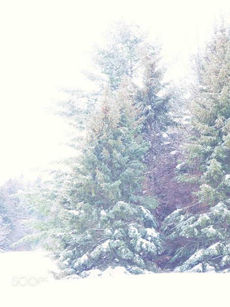 Olympus OM-D E-M1 sample photo. Icey mist coating everything photography