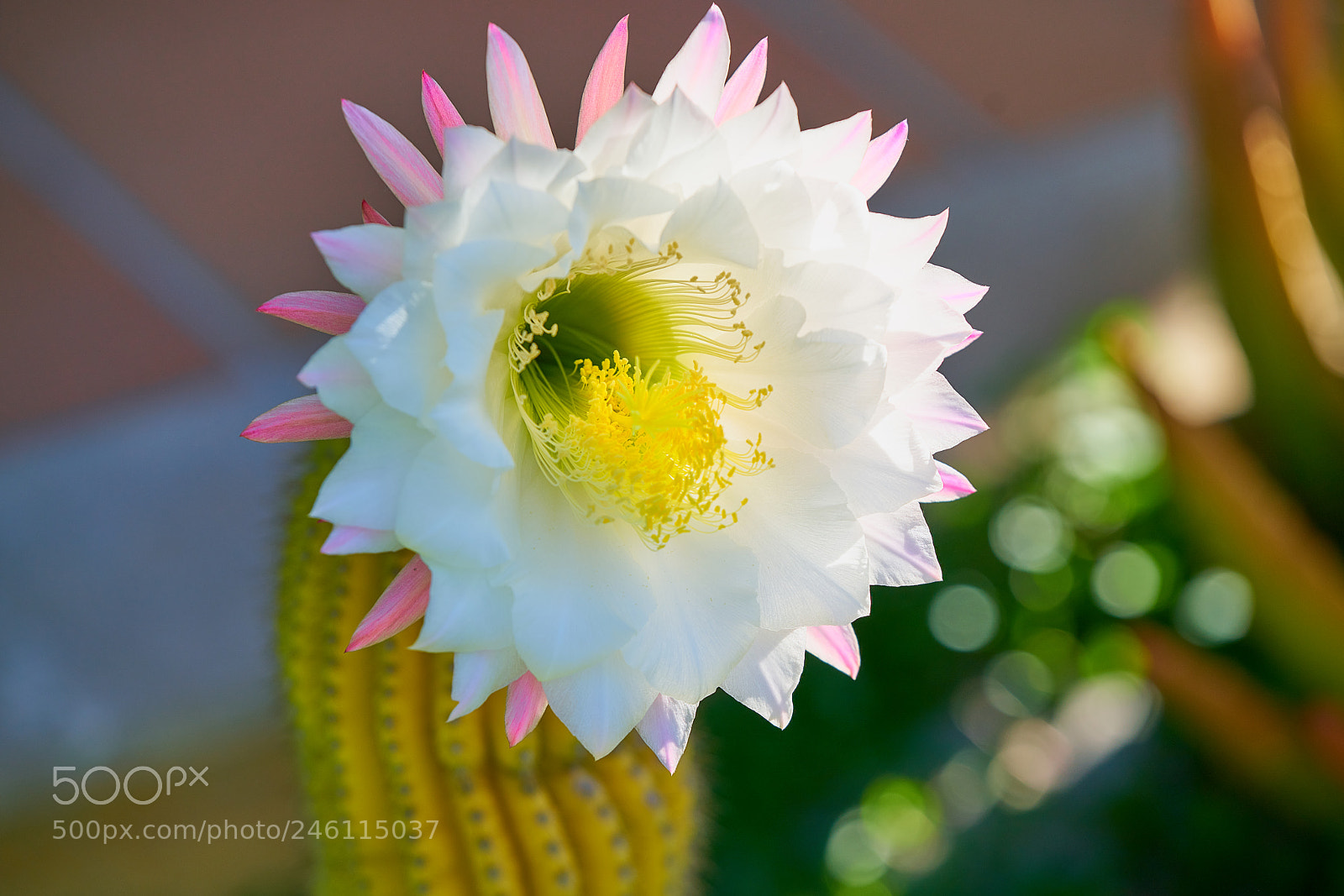 Sony a7R II sample photo. Cactus flower photography