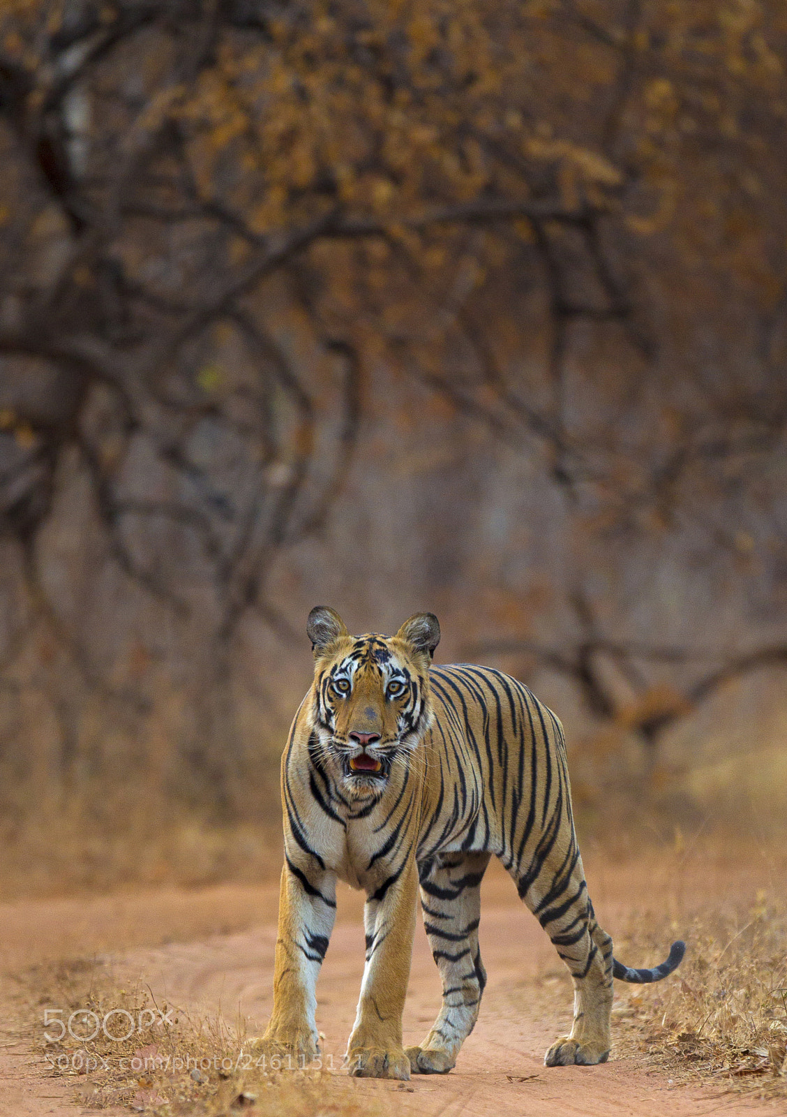 Canon EOS-1D Mark IV sample photo. Curious cub photography