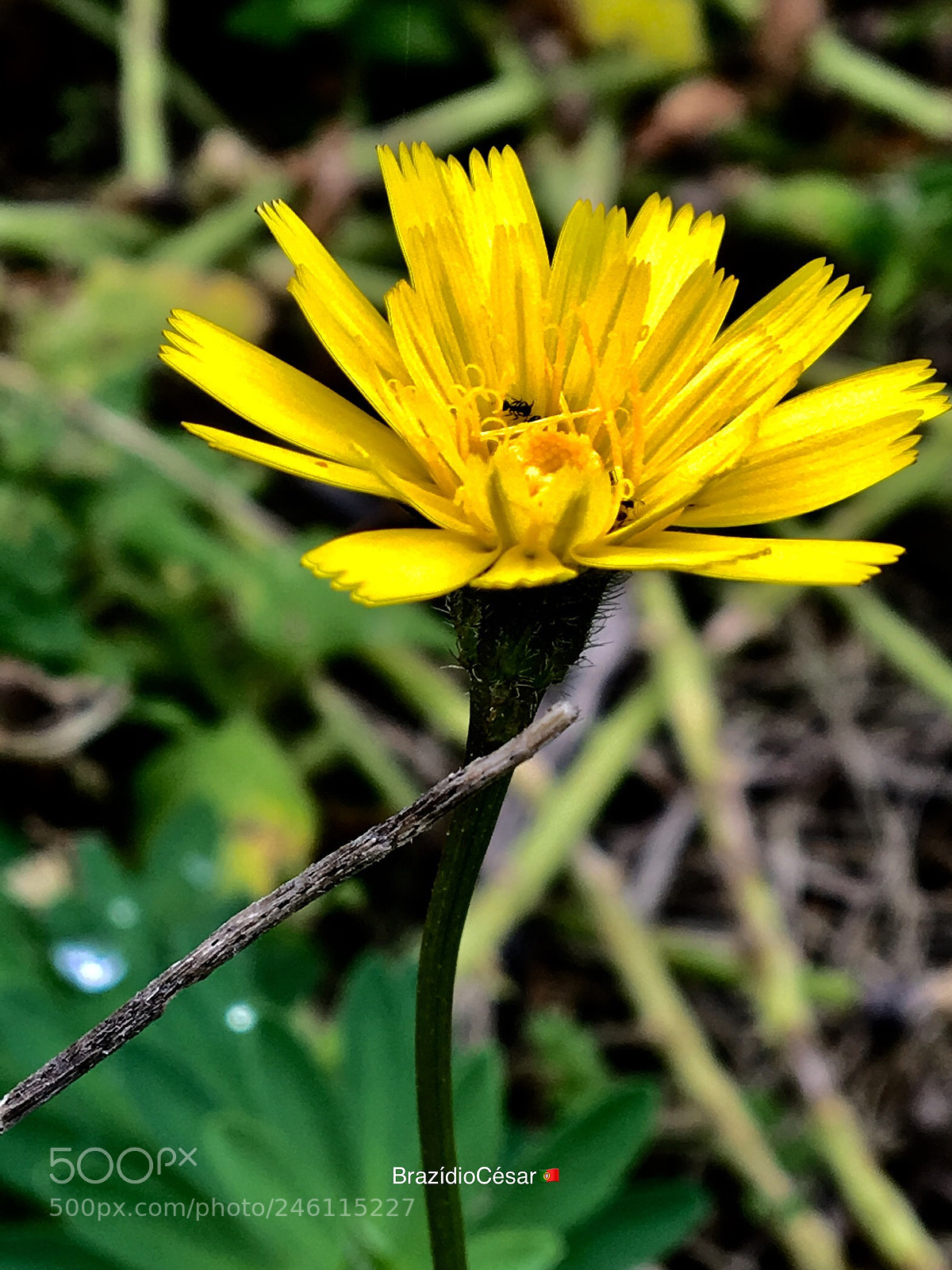 Apple iPhone 6s sample photo. Untitled photography