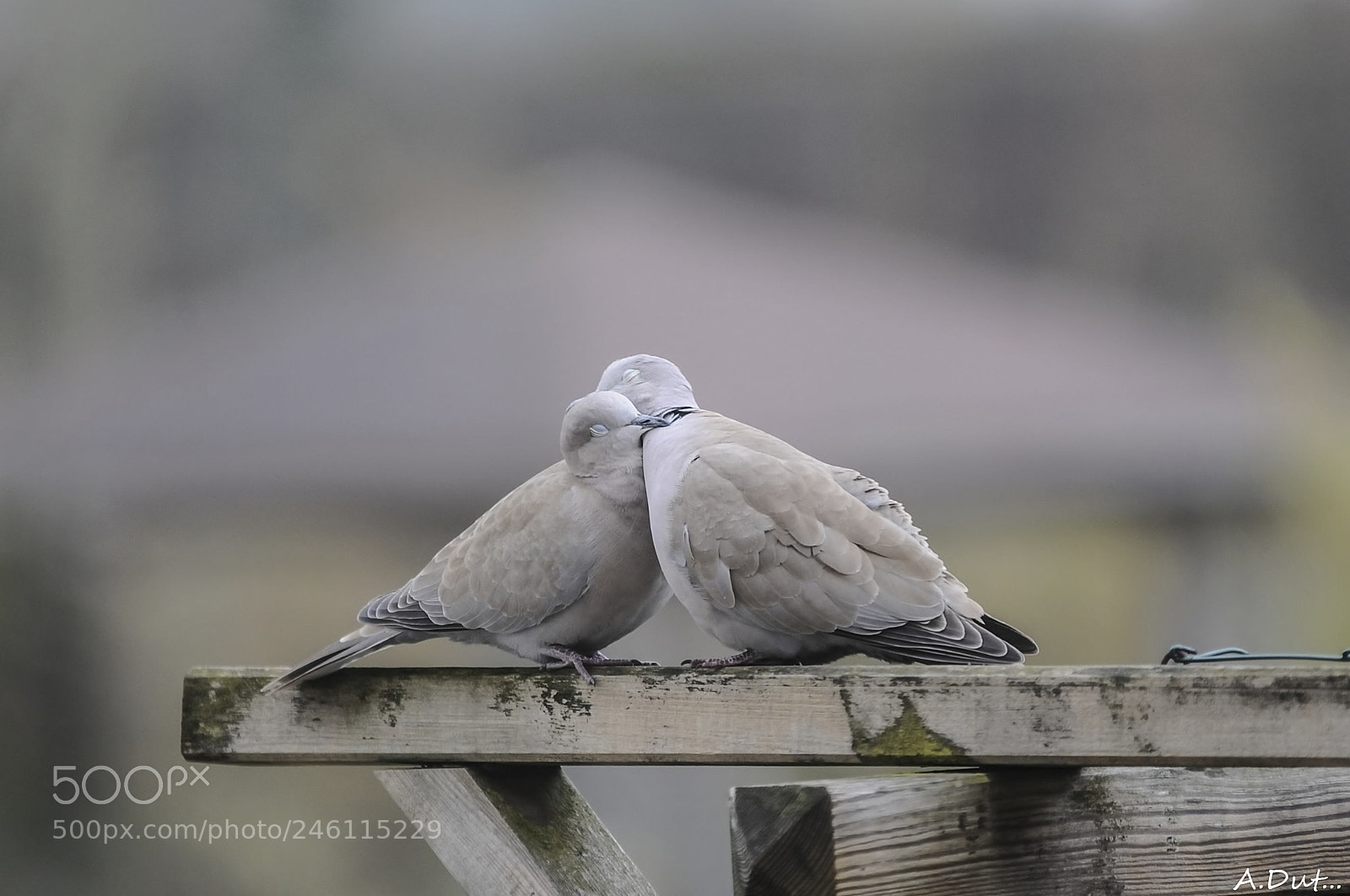 Nikon D300S sample photo. Amour et tendresse.. photography