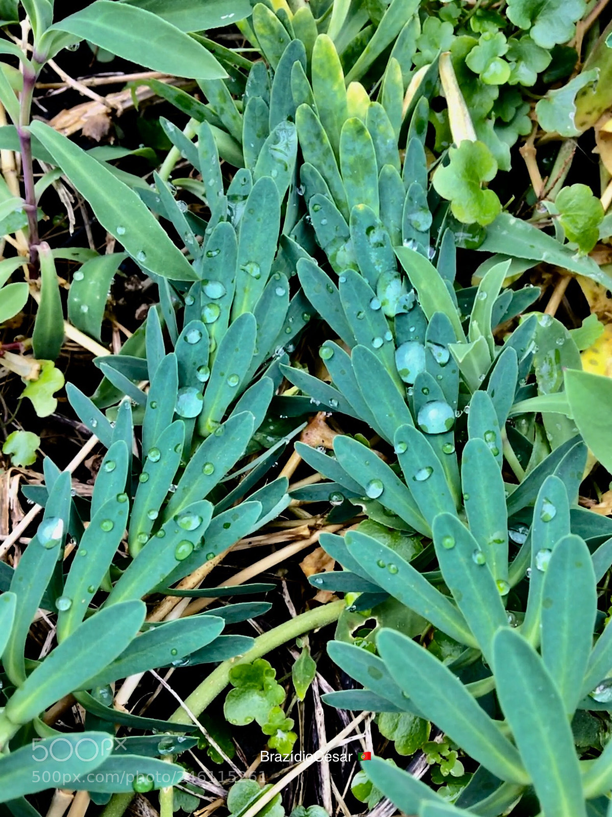 Apple iPhone 6s sample photo. Untitled photography