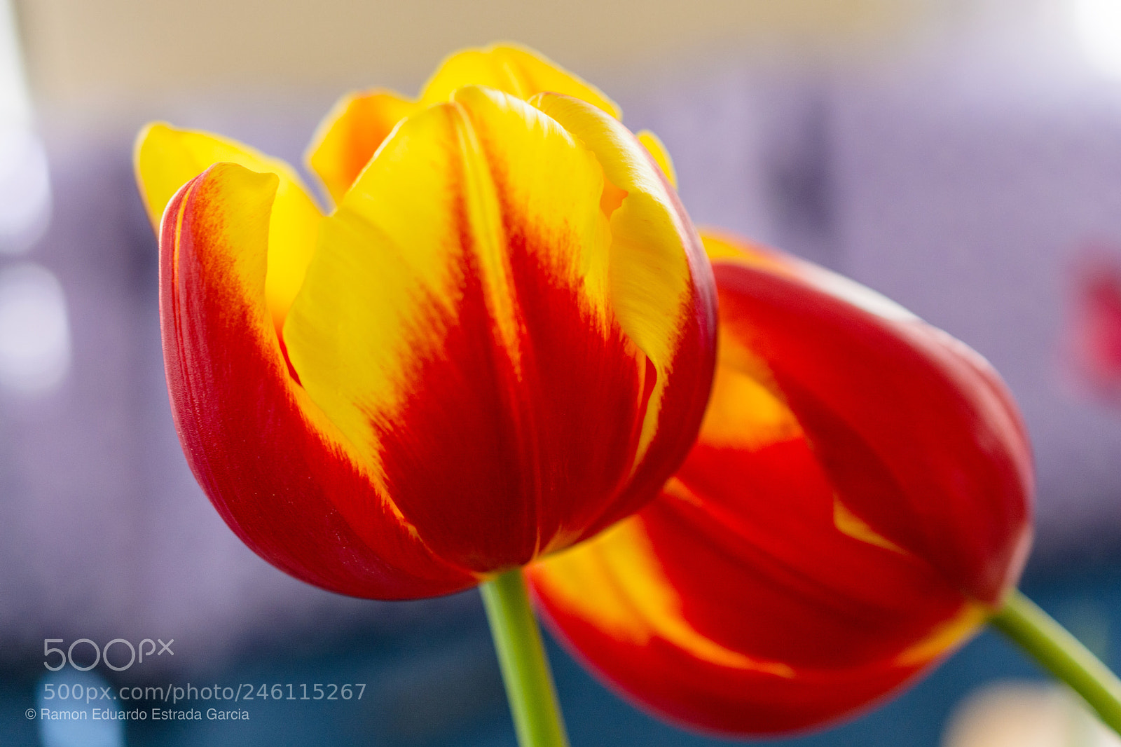 Nikon D7100 sample photo. Tulip photography