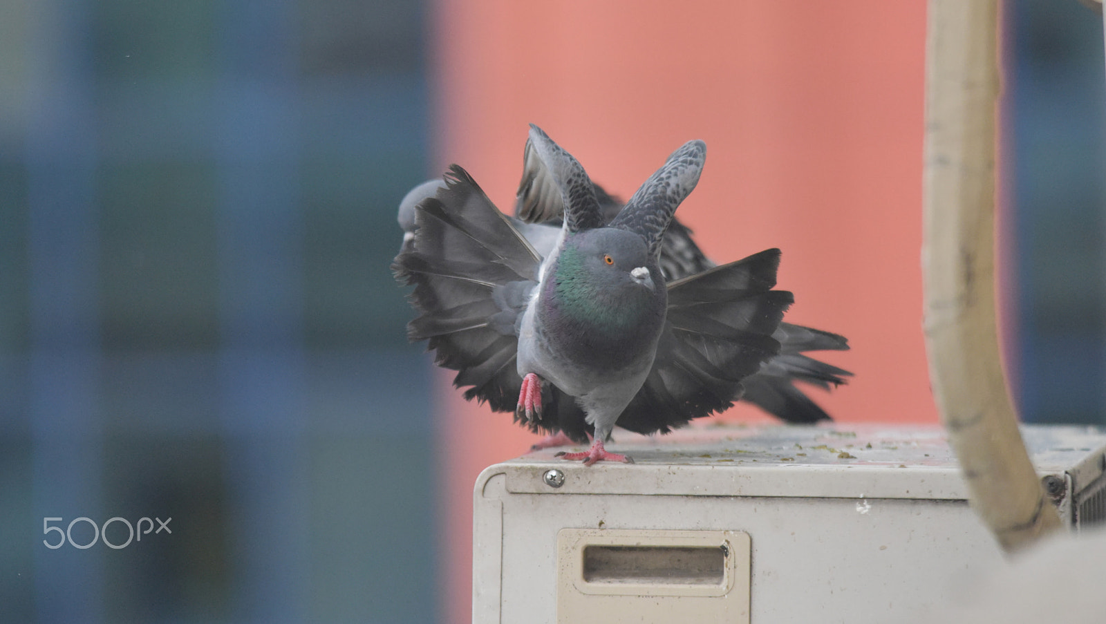 Sigma 150-500mm F5-6.3 DG OS HSM sample photo. Güvercin photography
