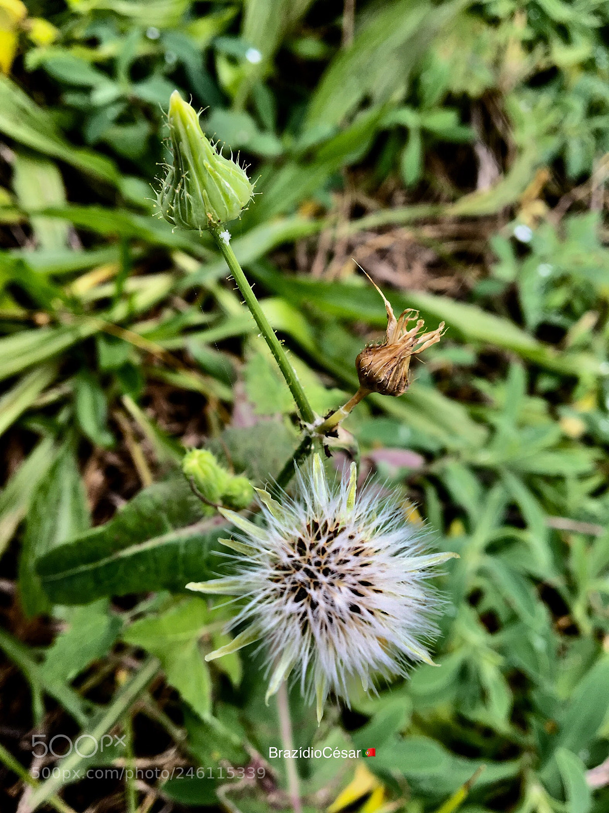 Apple iPhone 6s sample photo. Untitled photography