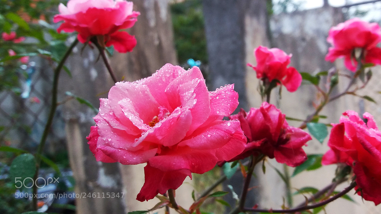 Samsung Galaxy J5 sample photo. Linda rosa photography