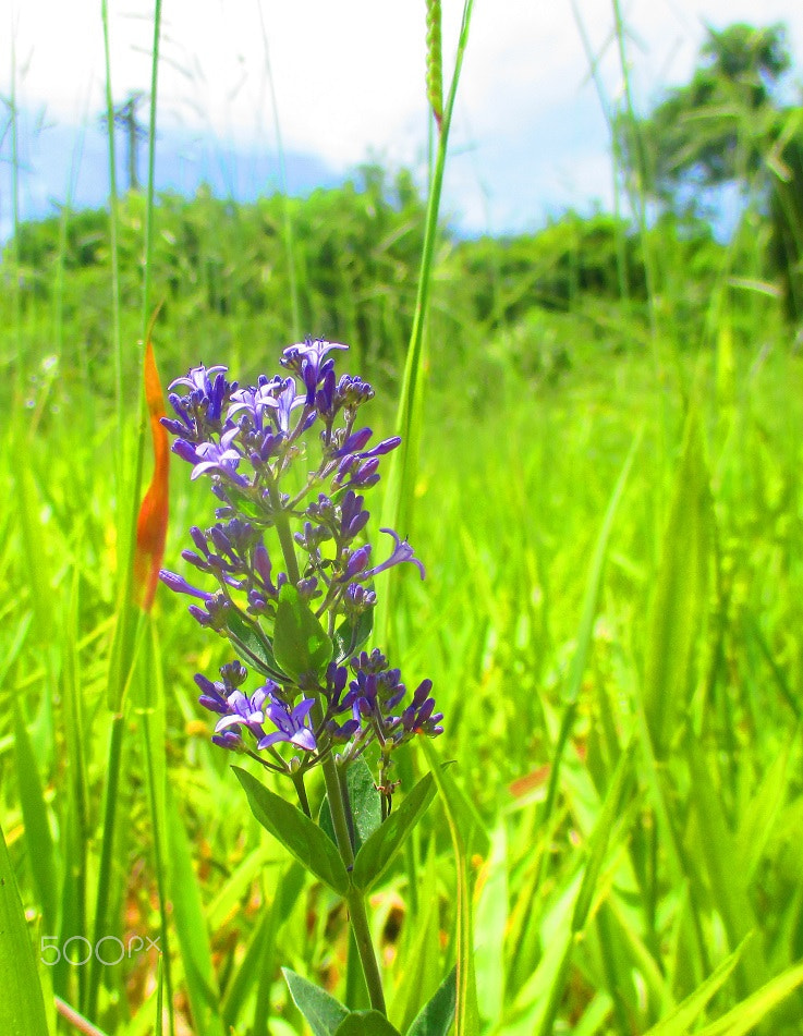 Canon PowerShot ELPH 135 (IXUS 145 / IXY 120) sample photo. Declieuxia sp. rubiaceae photography