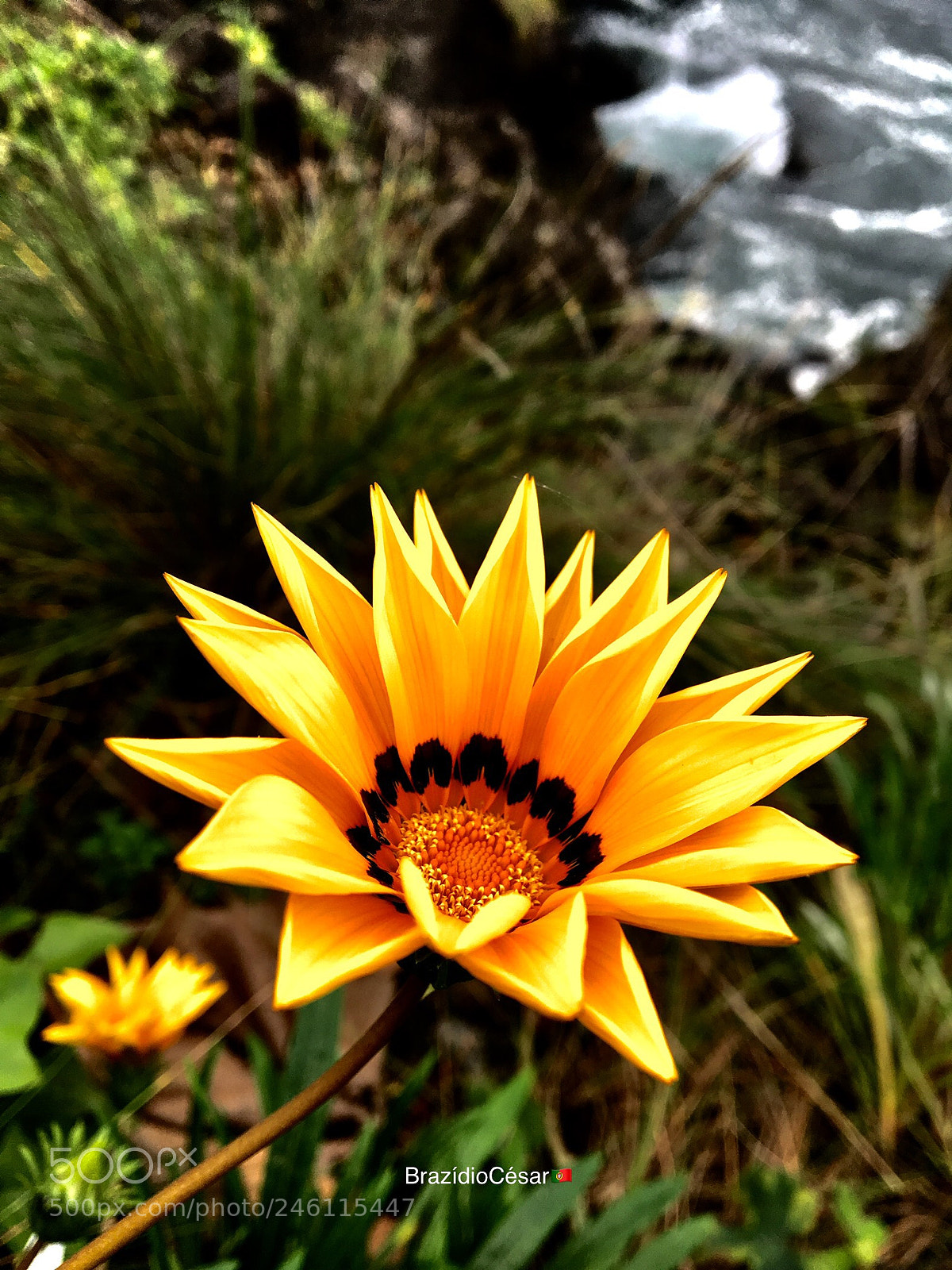 Apple iPhone 6s sample photo. Untitled photography