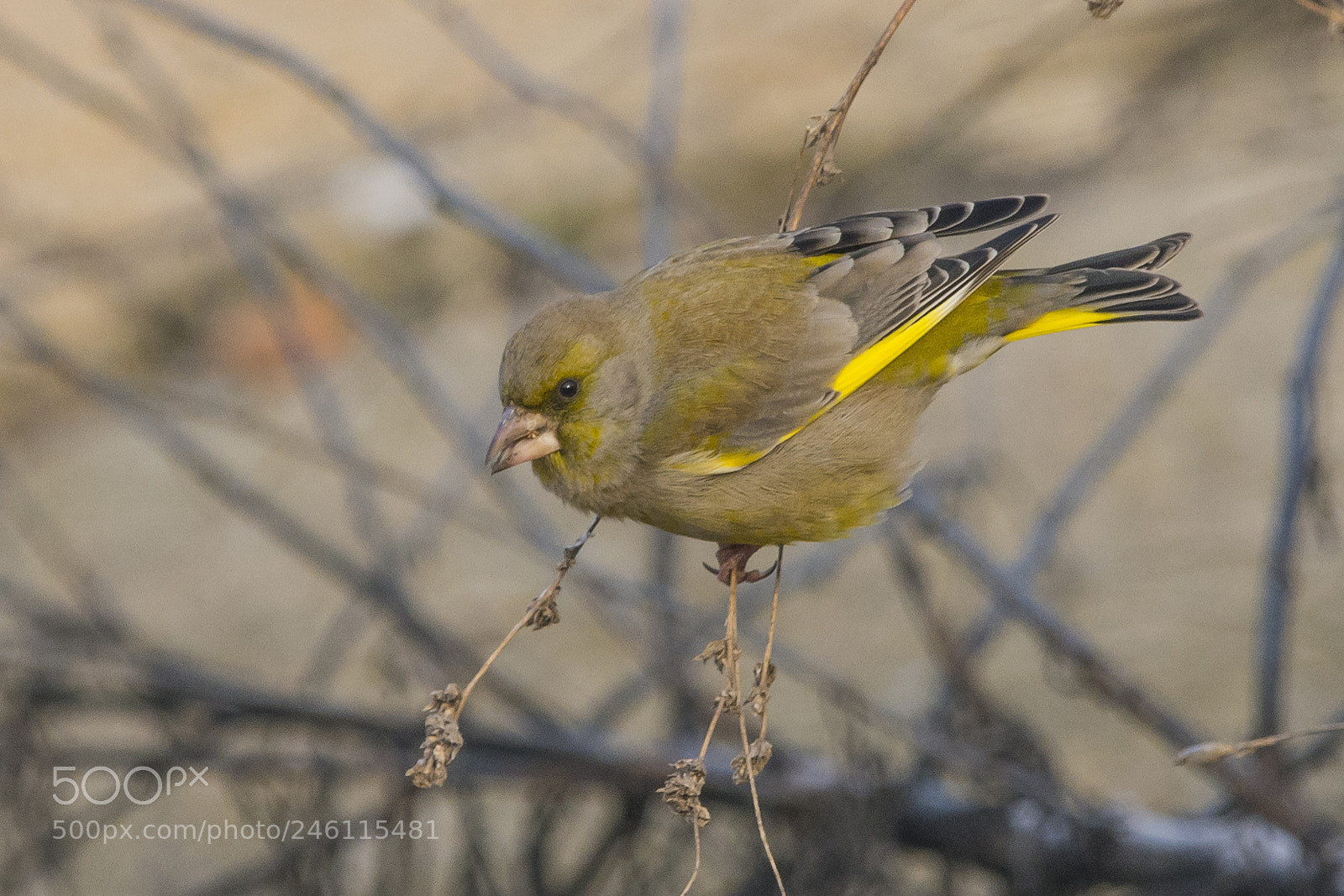 Nikon D7100 sample photo. European greenfinch photography