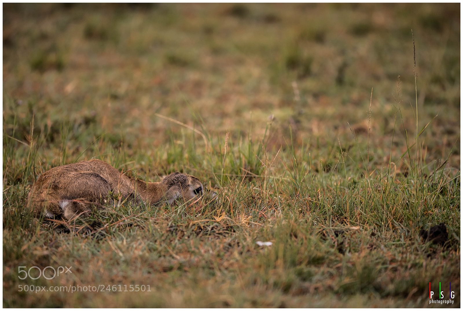 Nikon D5 sample photo. Survival instinct photography