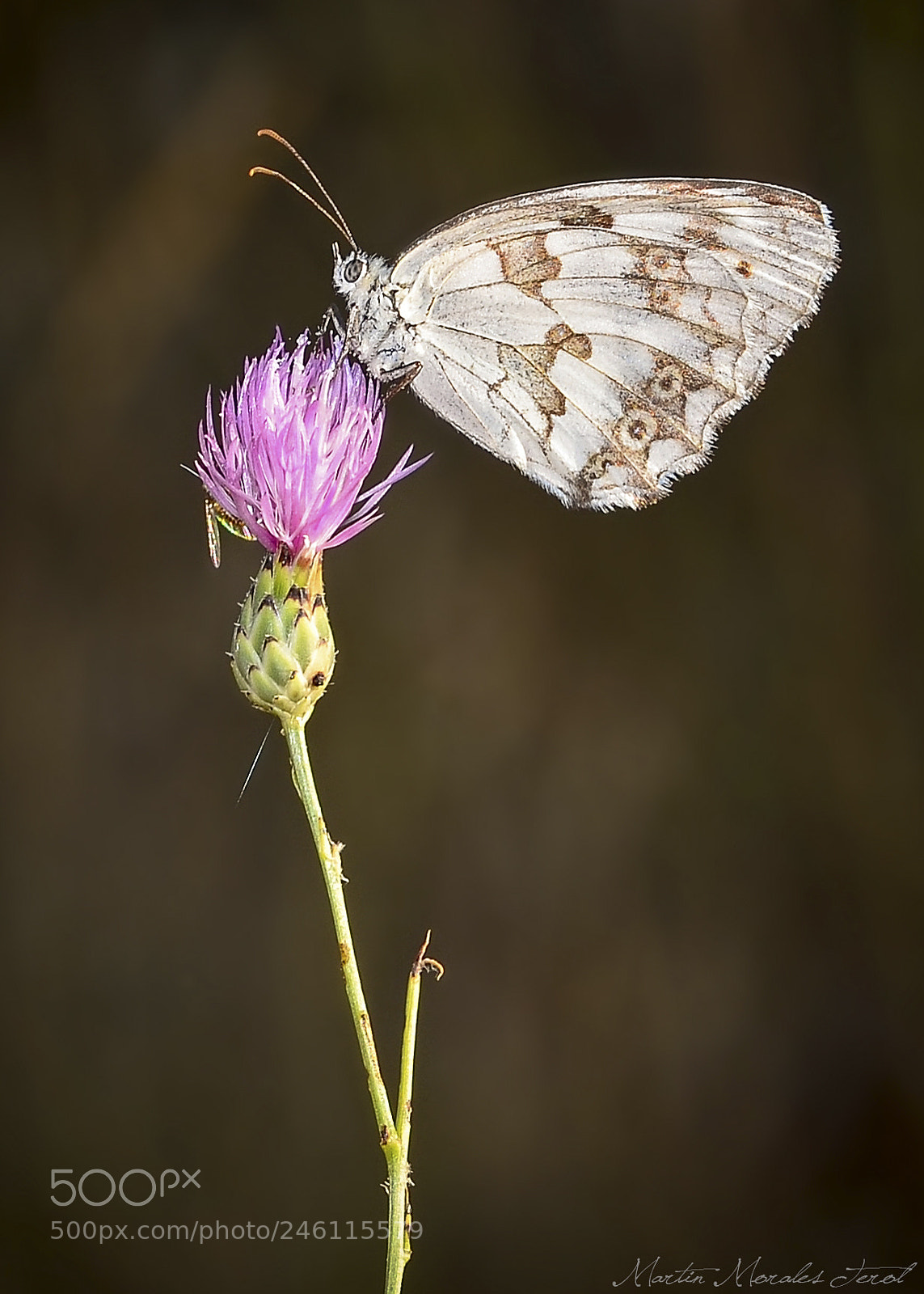Nikon D5100 sample photo. Butterfly photography