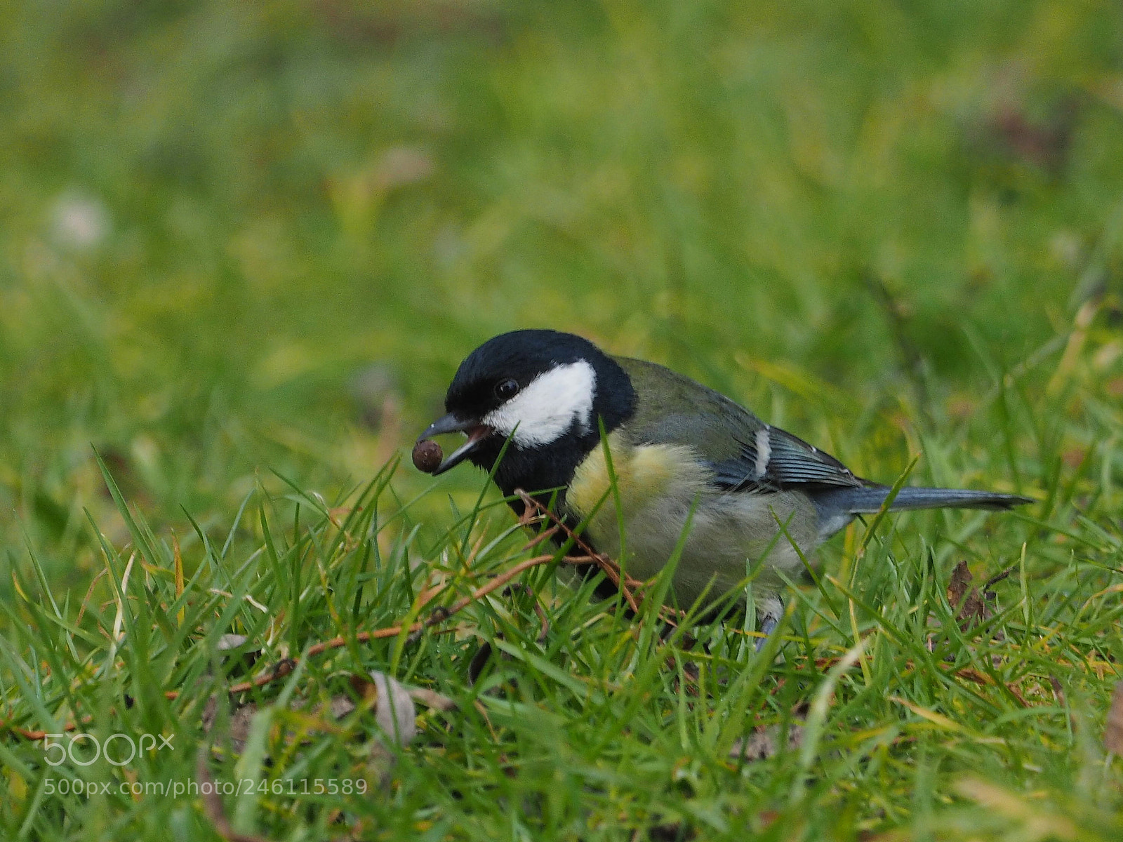 Olympus OM-D E-M1 sample photo. Carbonero com n parus photography