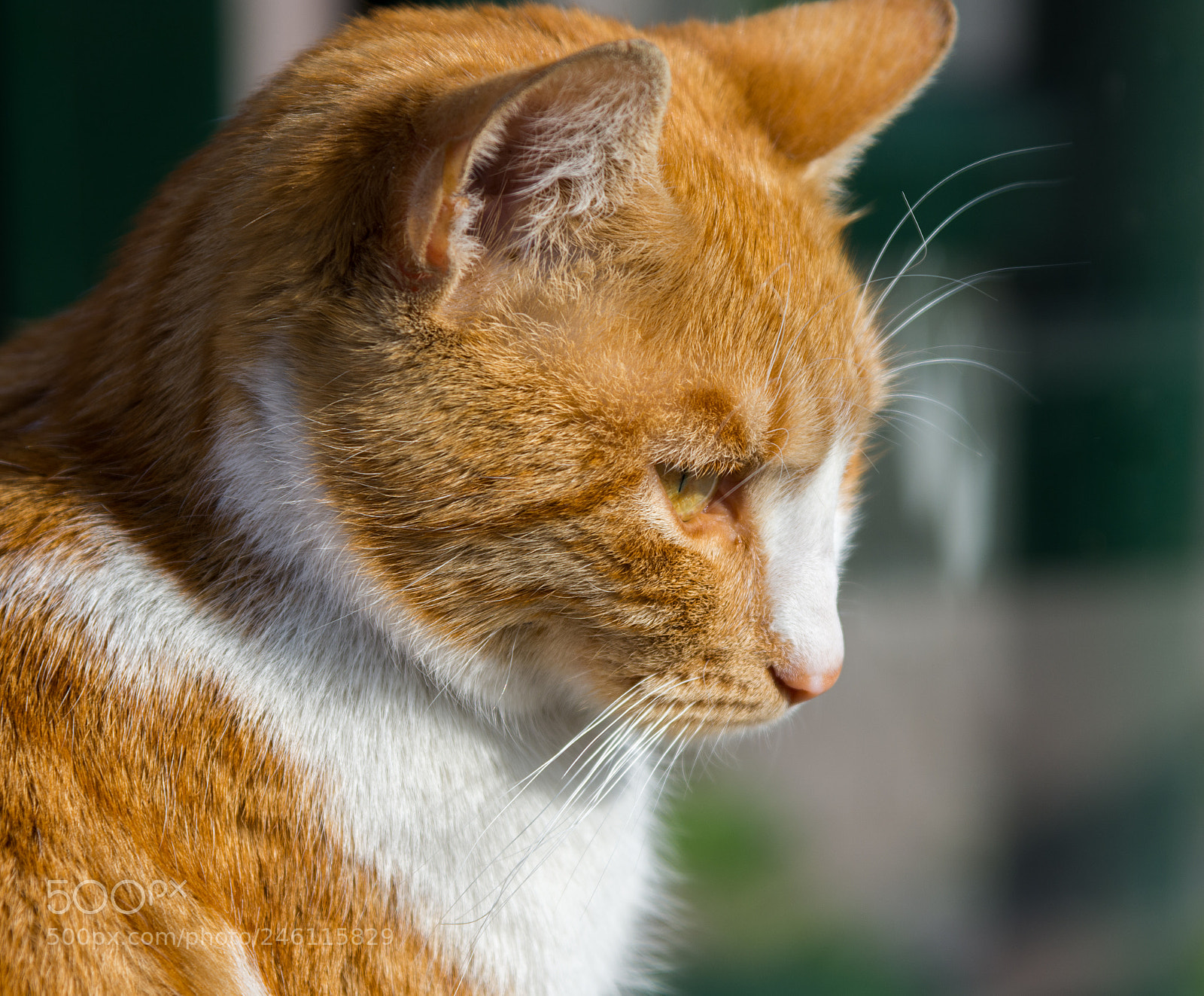 Nikon D7200 sample photo. Clever cat photography