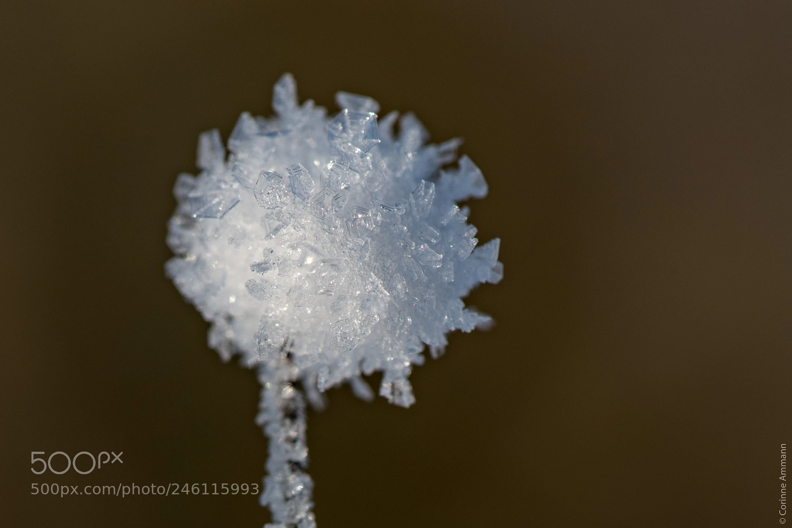 Nikon D850 sample photo. Frozen plant photography