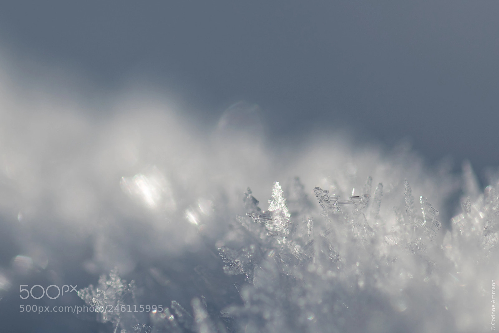 Nikon D850 sample photo. Ice crystal photography