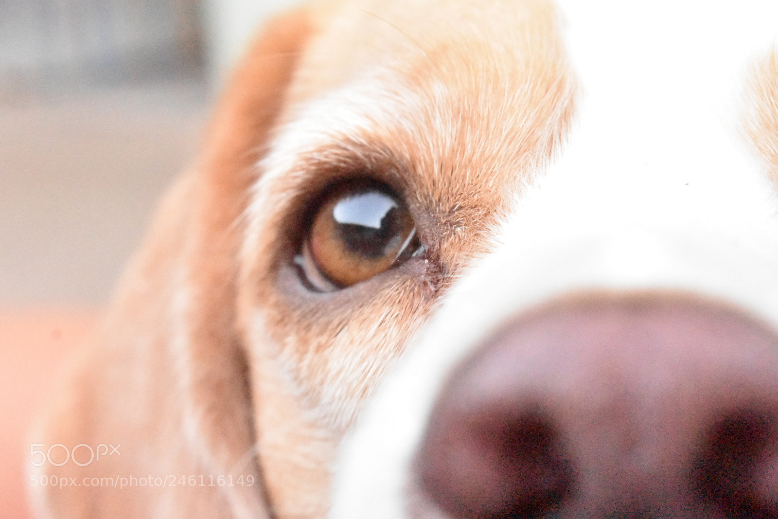Nikon D3400 sample photo. Beagle. photography
