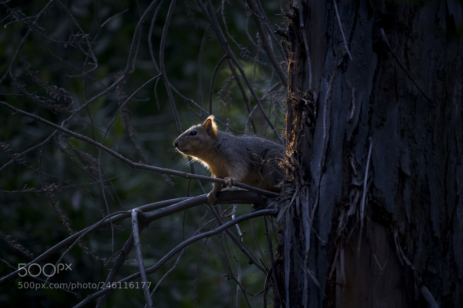 Canon EOS 750D (EOS Rebel T6i / EOS Kiss X8i) sample photo. Squirrel photography