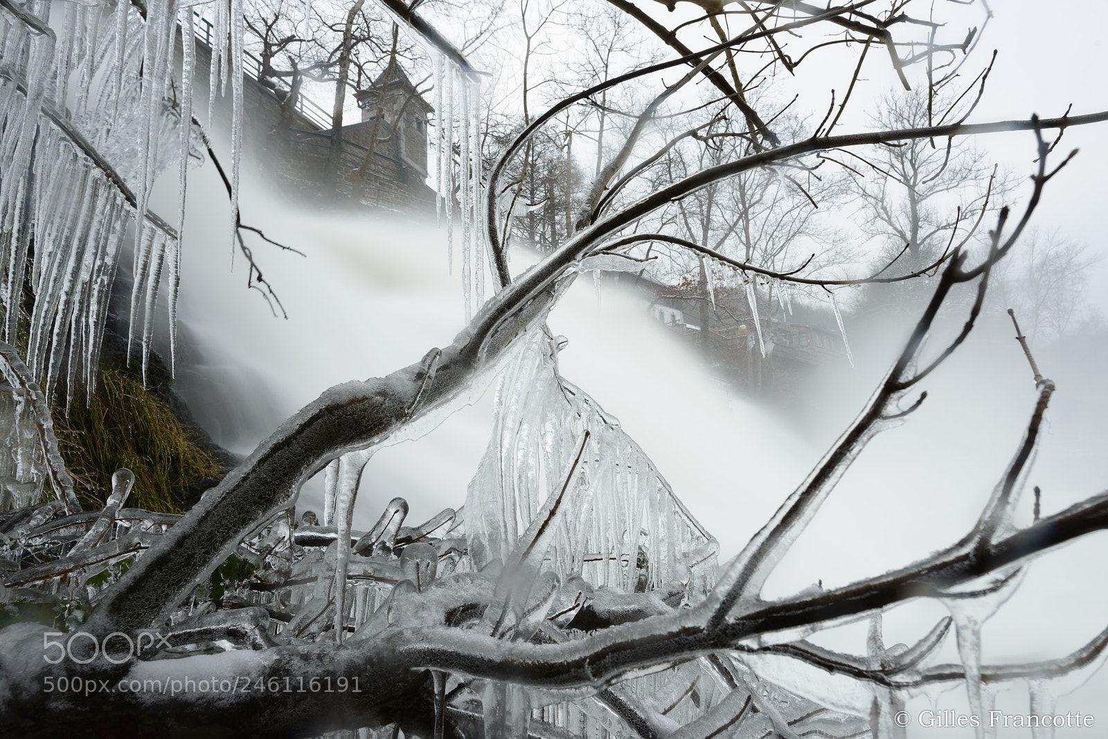 Nikon D800 sample photo. Frozen bushes photography