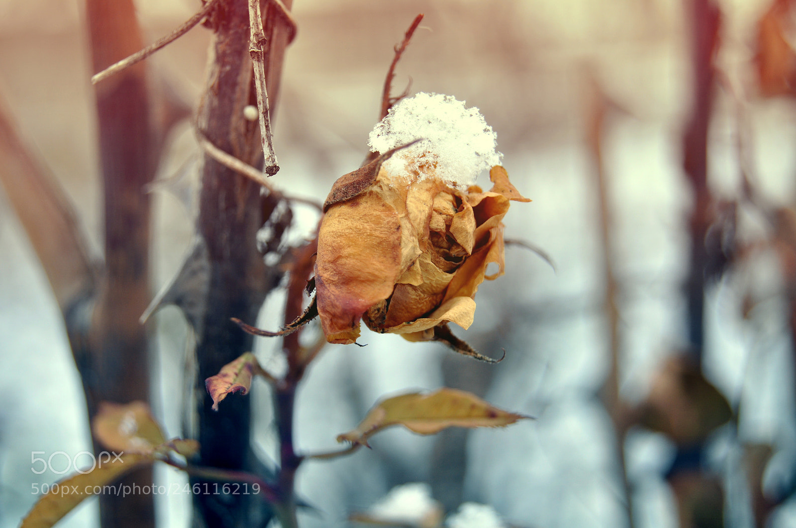 Nikon D90 sample photo. Frozen rose photography