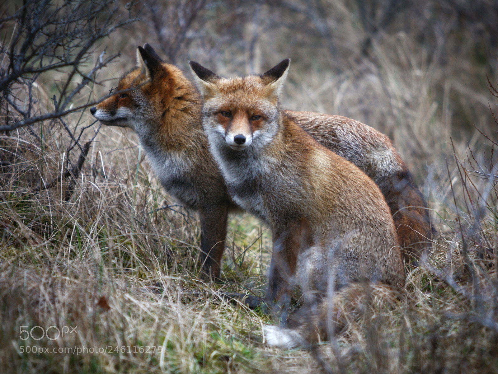 Canon EOS 30D sample photo. Fox photography