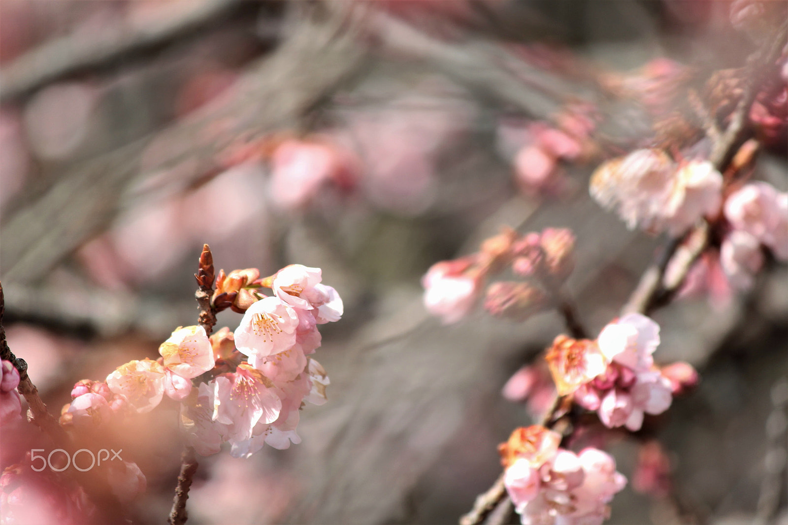 Canon EOS 60D sample photo. Early spring photography