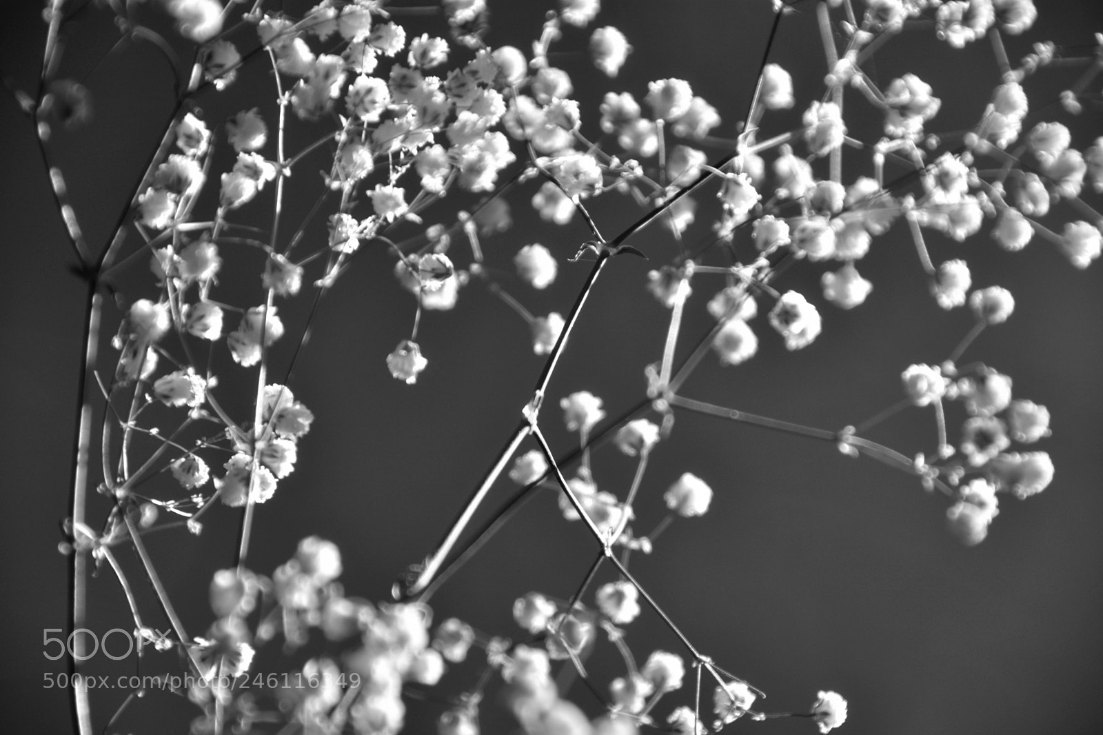 Nikon D7100 sample photo. La tige... photography