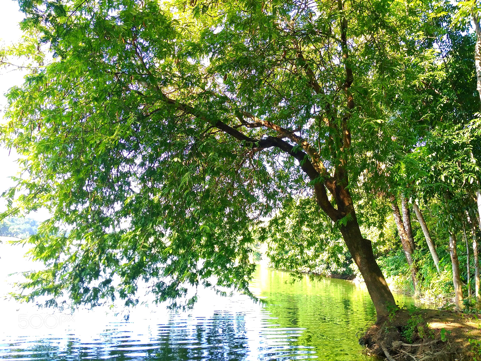 Xiaomi Redmi 4A sample photo. A tree.....!!! photography